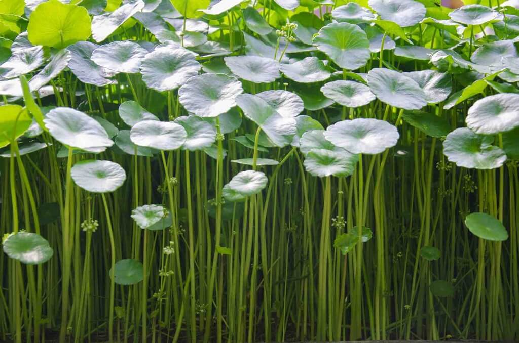 Centella Asiatica (Tiger Grass)