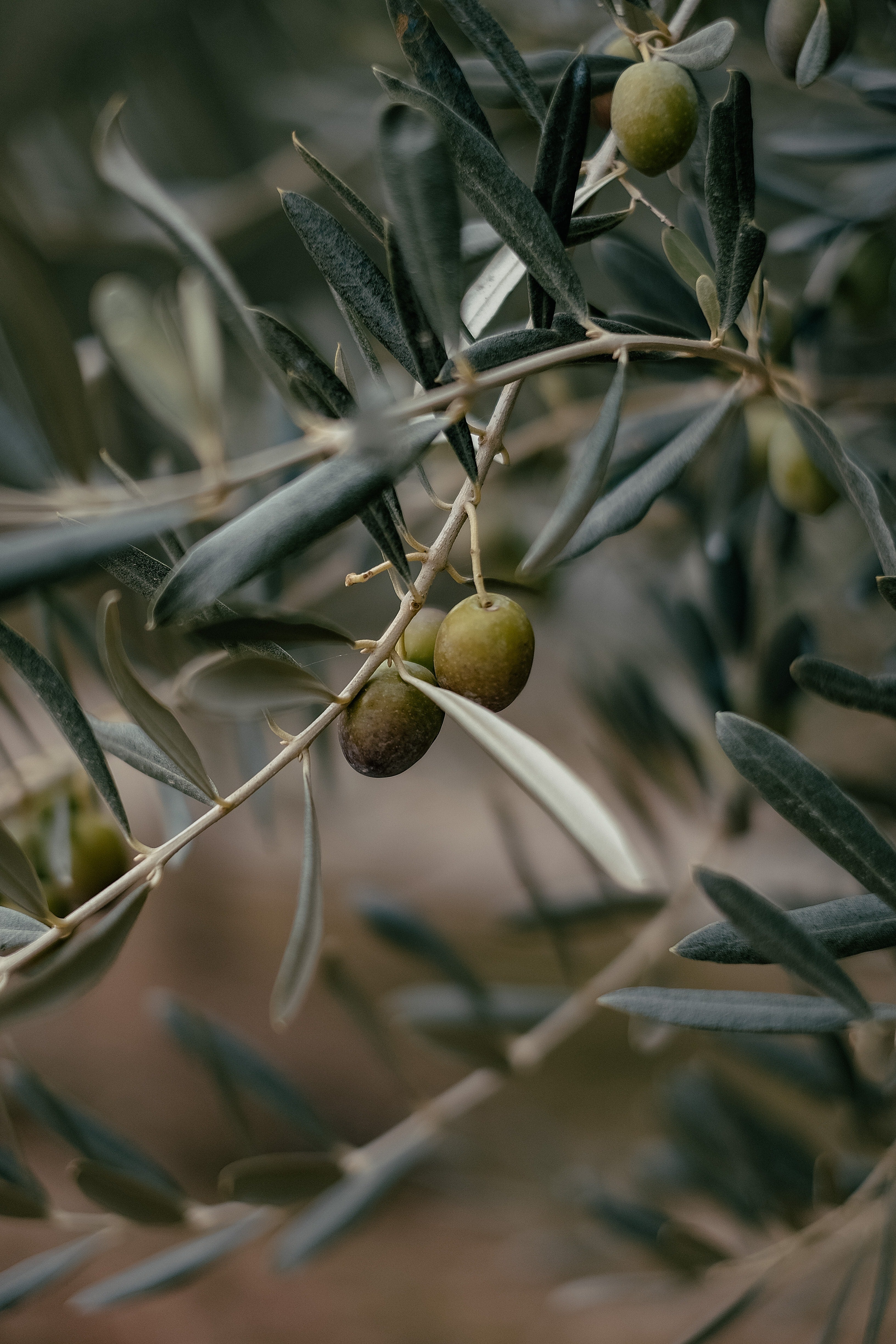 Olea Europaea Fruit Oil