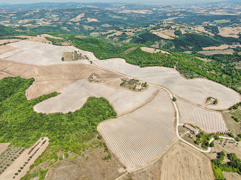 Olivella & the Largest Organic Grove in Italy